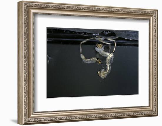 Culex Pipiens (Common House Mosquito) - Larvae-Paul Starosta-Framed Photographic Print