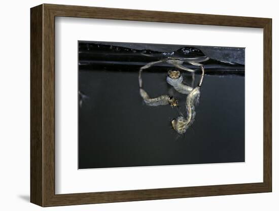 Culex Pipiens (Common House Mosquito) - Larvae-Paul Starosta-Framed Photographic Print