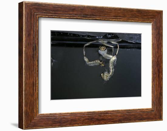 Culex Pipiens (Common House Mosquito) - Larvae-Paul Starosta-Framed Photographic Print