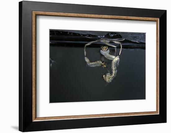 Culex Pipiens (Common House Mosquito) - Larvae-Paul Starosta-Framed Photographic Print