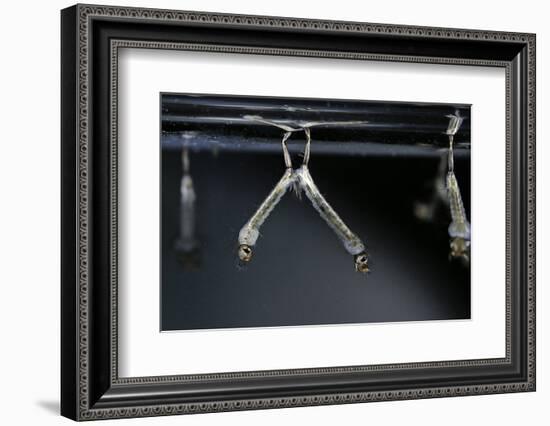 Culex Pipiens (Common House Mosquito) - Larvae-Paul Starosta-Framed Photographic Print