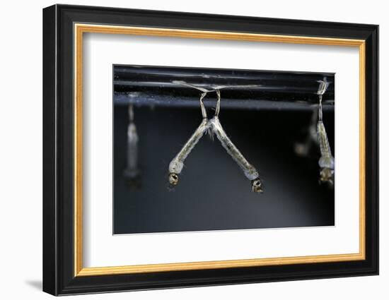 Culex Pipiens (Common House Mosquito) - Larvae-Paul Starosta-Framed Photographic Print