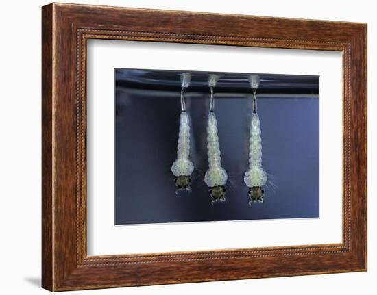 Culex Pipiens (Common House Mosquito) - Larvae-Paul Starosta-Framed Photographic Print