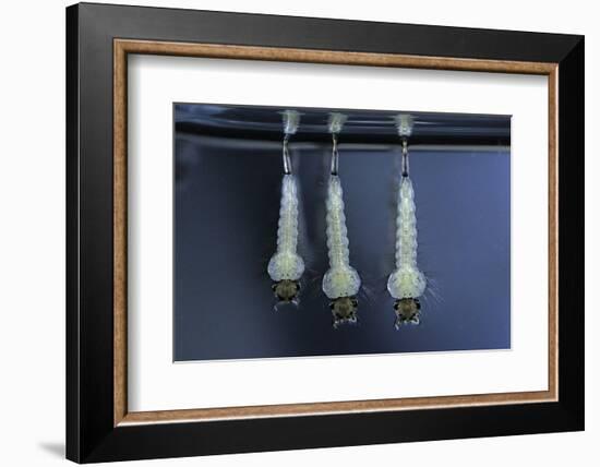 Culex Pipiens (Common House Mosquito) - Larvae-Paul Starosta-Framed Photographic Print