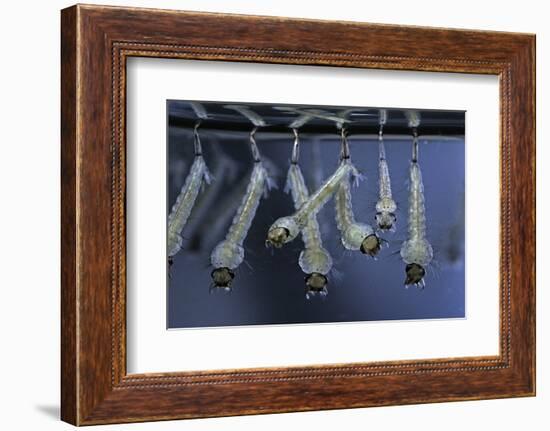 Culex Pipiens (Common House Mosquito) - Larvae-Paul Starosta-Framed Photographic Print