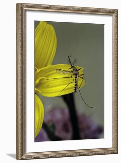 Culex Pipiens (Common House Mosquito) - on a Flower-Paul Starosta-Framed Photographic Print