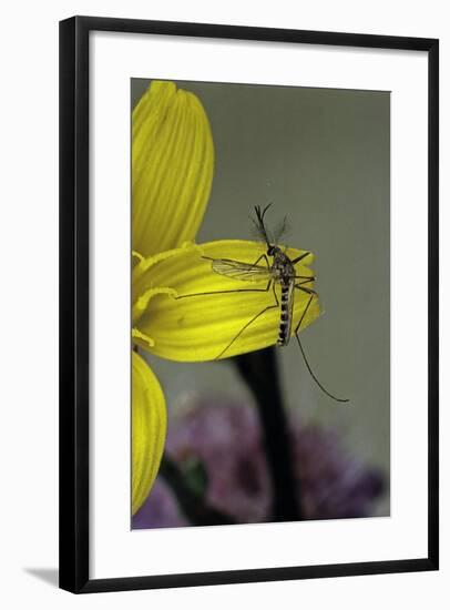 Culex Pipiens (Common House Mosquito) - on a Flower-Paul Starosta-Framed Photographic Print