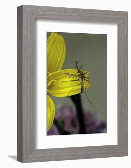 Culex Pipiens (Common House Mosquito) - on a Flower-Paul Starosta-Framed Photographic Print