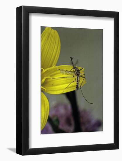 Culex Pipiens (Common House Mosquito) - on a Flower-Paul Starosta-Framed Photographic Print