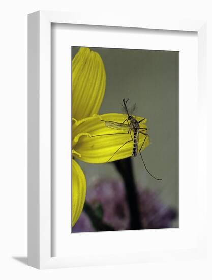 Culex Pipiens (Common House Mosquito) - on a Flower-Paul Starosta-Framed Photographic Print