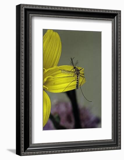 Culex Pipiens (Common House Mosquito) - on a Flower-Paul Starosta-Framed Photographic Print