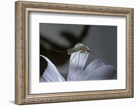 Culex Pipiens (Common House Mosquito) - on a Flower-Paul Starosta-Framed Photographic Print