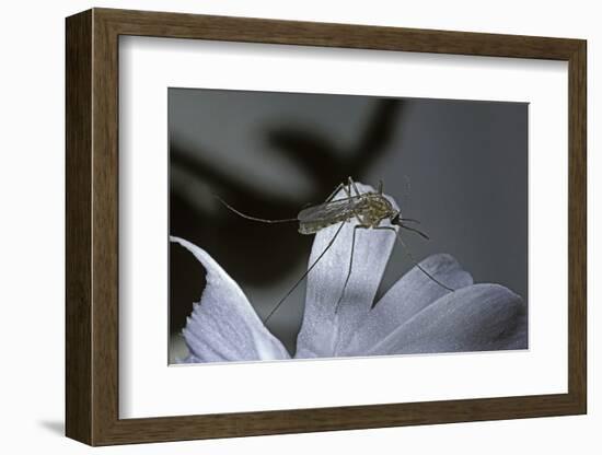 Culex Pipiens (Common House Mosquito) - on a Flower-Paul Starosta-Framed Photographic Print