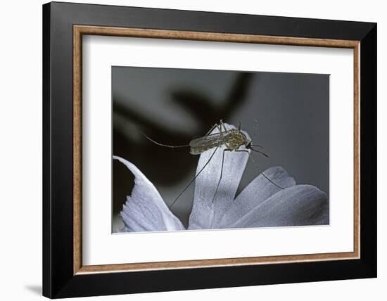 Culex Pipiens (Common House Mosquito) - on a Flower-Paul Starosta-Framed Photographic Print