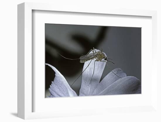 Culex Pipiens (Common House Mosquito) - on a Flower-Paul Starosta-Framed Photographic Print