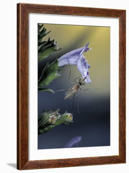 Culex Pipiens (Common House Mosquito) - on a Flower-Paul Starosta-Framed Photographic Print