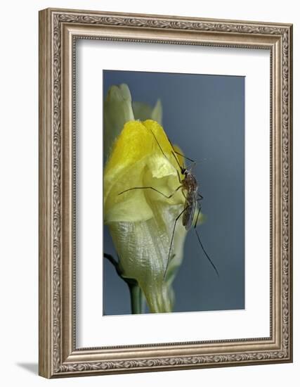 Culex Pipiens (Common House Mosquito) - on a Flower-Paul Starosta-Framed Photographic Print