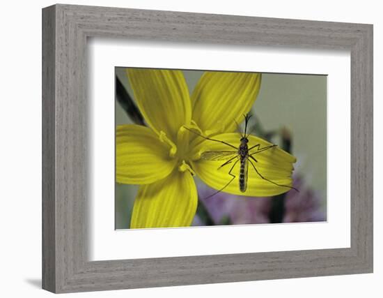 Culex Pipiens (Common House Mosquito) - on a Flower-Paul Starosta-Framed Photographic Print