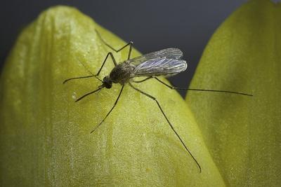 Culex Pipiens (Common House Mosquito) - on a Flower' Photographic Print -  Paul Starosta | Art.com