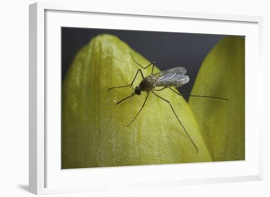 Culex Pipiens (Common House Mosquito) - on a Flower-Paul Starosta-Framed Photographic Print