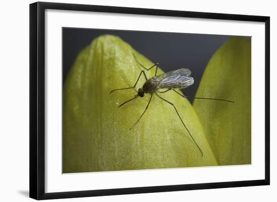 Culex Pipiens (Common House Mosquito) - on a Flower-Paul Starosta-Framed Photographic Print