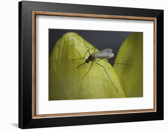 Culex Pipiens (Common House Mosquito) - on a Flower-Paul Starosta-Framed Photographic Print