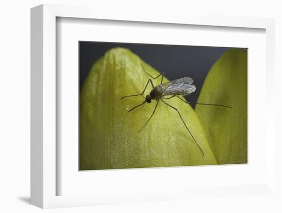 Culex Pipiens (Common House Mosquito) - on a Flower-Paul Starosta-Framed Photographic Print