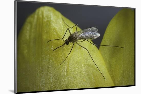 Culex Pipiens (Common House Mosquito) - on a Flower-Paul Starosta-Mounted Photographic Print