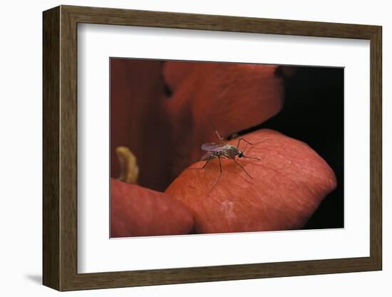 Culex Pipiens (Common House Mosquito) - on a Flower-Paul Starosta-Framed Photographic Print