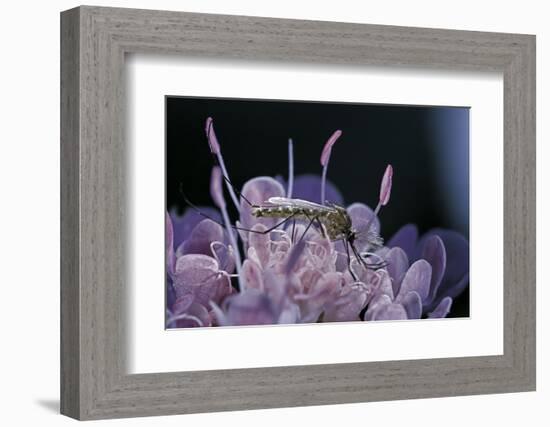 Culex Pipiens (Common House Mosquito) - on a Flower-Paul Starosta-Framed Photographic Print