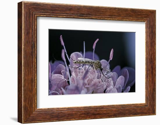 Culex Pipiens (Common House Mosquito) - on a Flower-Paul Starosta-Framed Photographic Print