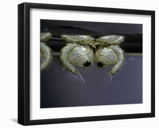 Culex Pipiens (Common House Mosquito) - Pupae-Paul Starosta-Framed Photographic Print