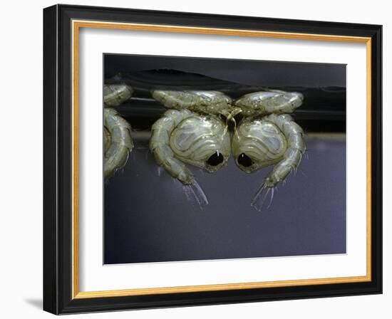 Culex Pipiens (Common House Mosquito) - Pupae-Paul Starosta-Framed Photographic Print