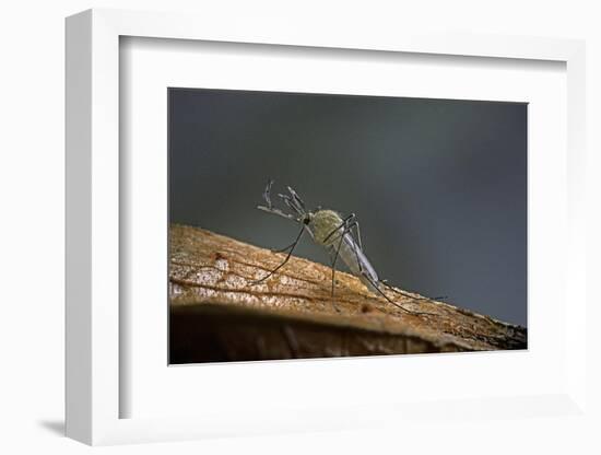 Culex Pipiens (Common House Mosquito)-Paul Starosta-Framed Photographic Print