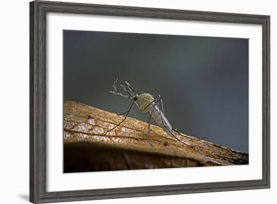 Culex Pipiens (Common House Mosquito)-Paul Starosta-Framed Photographic Print