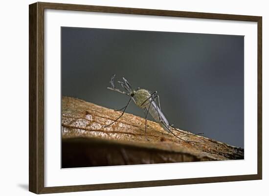 Culex Pipiens (Common House Mosquito)-Paul Starosta-Framed Photographic Print