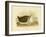 Culminated Albatross, 1891-Gracius Broinowski-Framed Giclee Print