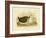 Culminated Albatross, 1891-Gracius Broinowski-Framed Giclee Print