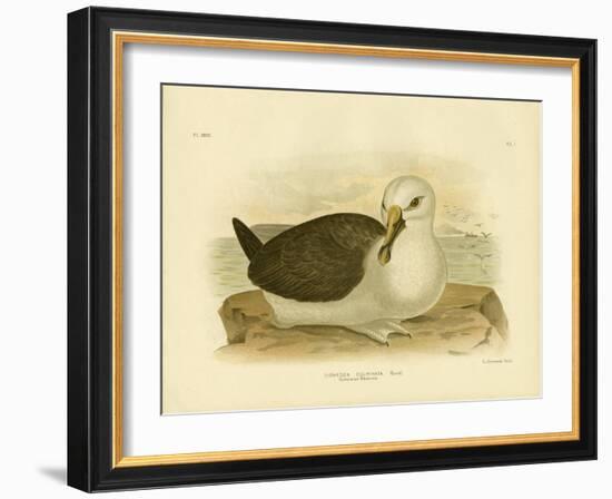 Culminated Albatross, 1891-Gracius Broinowski-Framed Giclee Print