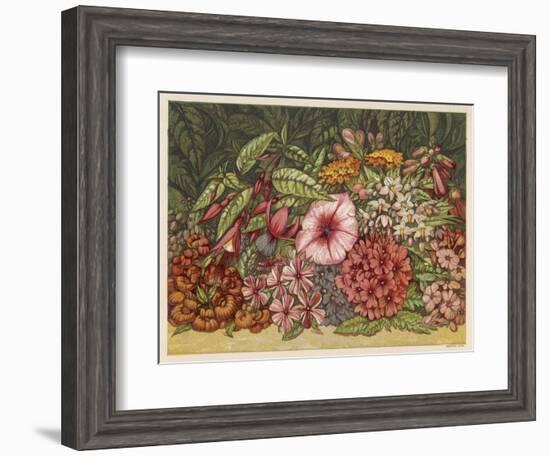 Cultivated Autumn Flowers Including: Lantana-null-Framed Art Print