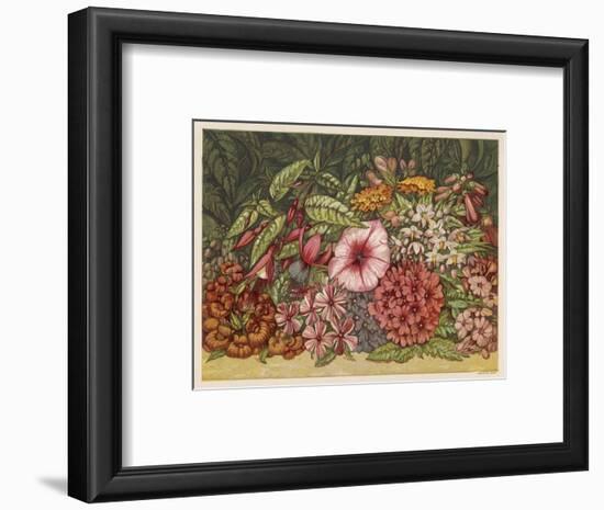 Cultivated Autumn Flowers Including: Lantana-null-Framed Art Print