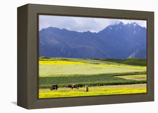 Cultivated Fields and Cattle, Moho, Bordering on Lake Titicaca, Peru-Peter Groenendijk-Framed Premier Image Canvas