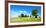 Cultivated Landscape with 'SolitŠr Eiche' (Oak), Agriculturally Extensively Used Meadows, Bavaria-Andreas Vitting-Framed Photographic Print