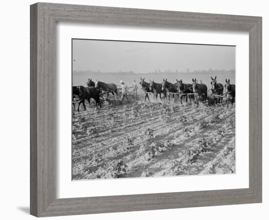 Cultivating cotton in Arkansas, 1938-Dorothea Lange-Framed Photographic Print