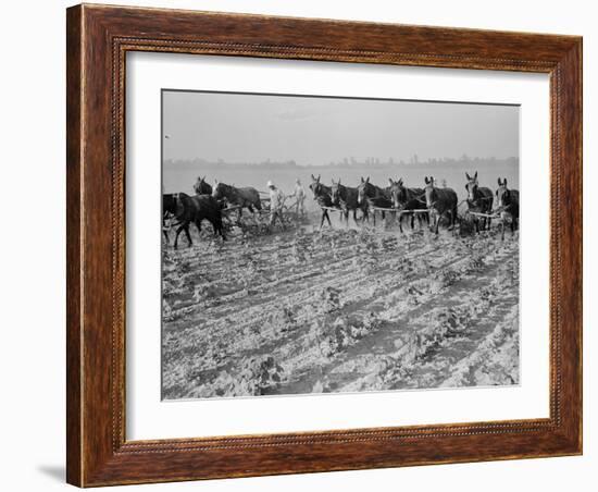Cultivating cotton in Arkansas, 1938-Dorothea Lange-Framed Photographic Print