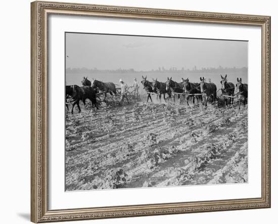 Cultivating cotton in Arkansas, 1938-Dorothea Lange-Framed Photographic Print