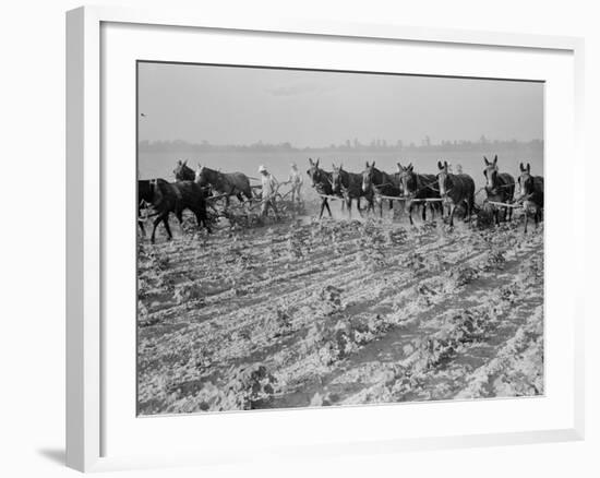 Cultivating cotton in Arkansas, 1938-Dorothea Lange-Framed Photographic Print