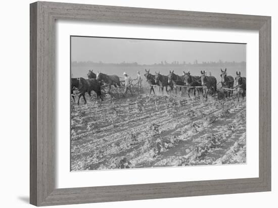 Cultivating Cotton-Dorothea Lange-Framed Art Print