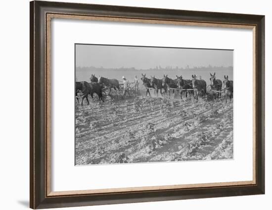 Cultivating Cotton-Dorothea Lange-Framed Art Print