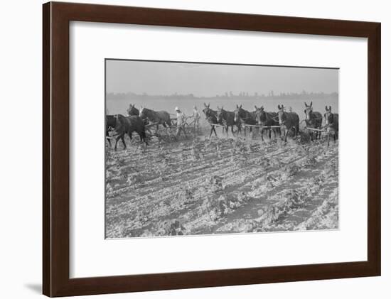 Cultivating Cotton-Dorothea Lange-Framed Art Print